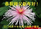 法轮功,广东大法弟子恭祝师尊新年好(21条)