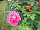 法轮功,陕西大法弟子恭祝师尊新年好(25条)