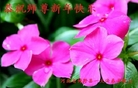 ֹ,ӱ󷨵ӹףʦ(26)