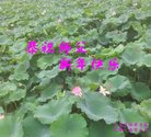 ֹ,㶫󷨵ӹףʦ(24)