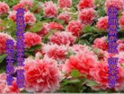 ֹ,ϴ󷨵ӹףʦ(21)