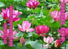 ֹ,ϴ󷨵ӹףʦ(21)
