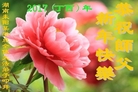 法轮功,湖南大法弟子恭祝师尊新年好(24条)
