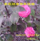 法轮功,成都大法弟子恭祝师尊新年好(22条)
