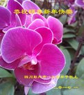 法轮功,成都大法弟子恭祝师尊新年好(22条)