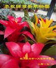 法轮功,成都大法弟子恭祝师尊新年好(22条)