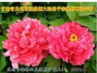 ֹ,󷨵ӹףʦ(24)