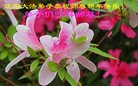 法轮功,沈阳大法弟子恭祝师尊新年好(27条)