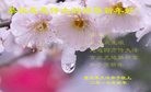 法轮功,重庆大法弟子恭祝师尊新年好(30条)