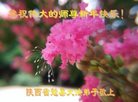法轮功,陕西大法弟子恭祝师尊新年好(27条)