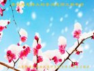 法轮功,山东大法弟子恭祝师尊新年好(23条)