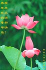 ֹ,ɶ󷨵ӹףʦ(20)