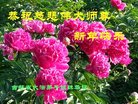ֹ,ʡ󷨵ӹףʦ(25)