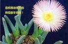 法轮功,河北大法弟子恭祝师尊新年好(26条)