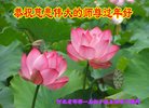 ֹ,ӱ󷨵ӹףʦ(26)