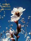 ֹ,żҿڴ󷨵ӹףʦ(20)