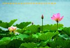 法轮功,河南大法弟子恭祝师尊中秋好(20条)