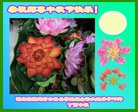 ֹ,󷨵ӹףʦ(26)