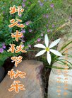 法轮功,北京大法弟子恭祝师尊中秋好(21条)