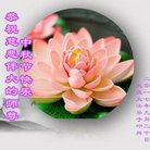 法轮功,大庆大法弟子恭祝师尊中秋好(22条)