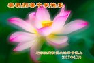 法轮功,石家庄大法弟子恭祝师尊中秋好(25条)
