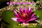 ֹ,󷨵ӹףʦ(24)