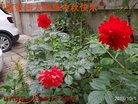 法轮功,陕西大法弟子恭祝师尊中秋好(22条)