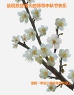 法轮功,河南大法弟子恭祝师尊中秋好(26条)