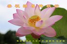ֹ,ݴ󷨵ӹףʦ(19)