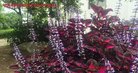 法轮功,广东大法弟子恭祝师尊中秋好(30条)