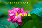 法轮功,山西大法弟子恭祝师尊中秋好(21条)