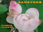 法轮功,四川大法弟子恭祝师尊中秋好(25条)