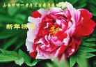 法轮功,山西大法弟子恭祝师尊新年好(20条)