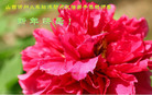 法轮功,山西大法弟子恭祝师尊新年好(20条)