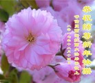 ֹ,ɹŴ󷨵ӹףʦ(28)