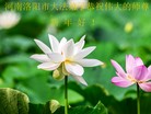法轮功,河南大法弟子恭祝师尊新年好(21条)