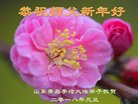 法轮功,青岛大法弟子恭祝师尊新年好(25条)