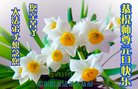 法轮功,哈尔滨大法弟子恭祝师尊新年好(21条)