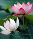 法轮功,重庆大法弟子恭祝师尊新年好(21条)