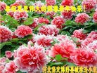 ֹ,󷨵ӹףʦ(24)