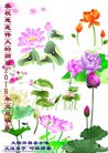 法轮功,河南大法弟子恭祝师尊新年好(21条)