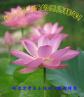 ֹ,󷨵ӹףʦ(19)