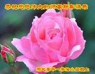 ֹ,ӱ󷨵ӹףʦ(20)