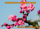ֹ,ӱ󷨵ӹףʦ(20)