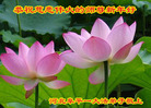 法轮功,河北大法弟子恭祝师尊新年好(20条)