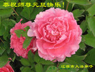 ֹ,ʡ󷨵ӹףʦ(20)