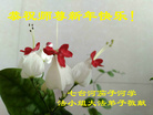 ֹ,󷨵ӹףʦ(21)