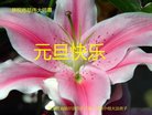 ֹ,󷨵ӹףʦ(19)