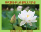 法轮功,广东大法弟子恭祝师尊新年好(25条)