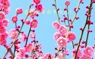 法轮功,内蒙古大法弟子恭祝师尊新年好(21条)